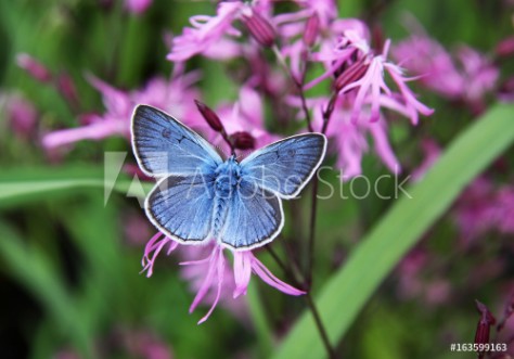 Picture of Beautiful blue butterfly on pink flowers